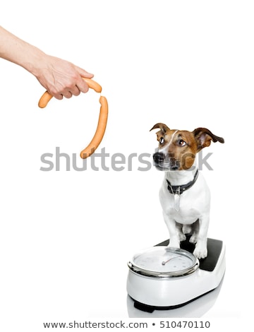 Stock photo: Dog On Scale With Overweight And Guilt