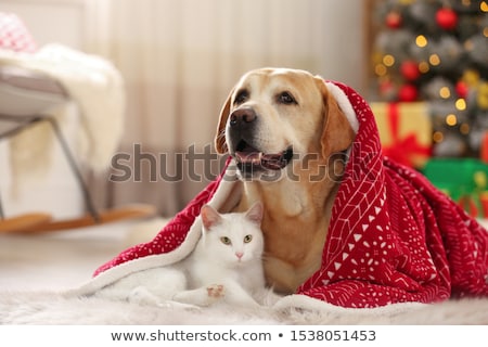 Foto stock: Christmas Dog With Fairy Lights