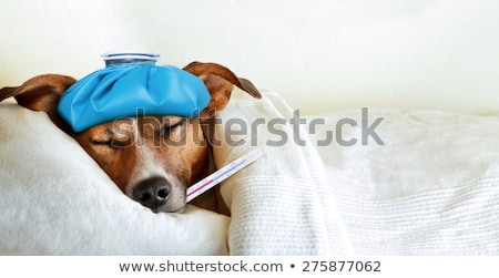 ストックフォト: Dog Sick Or Ill In Bed