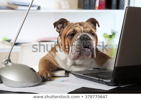 Stockfoto: Boss Management Dogs In Office