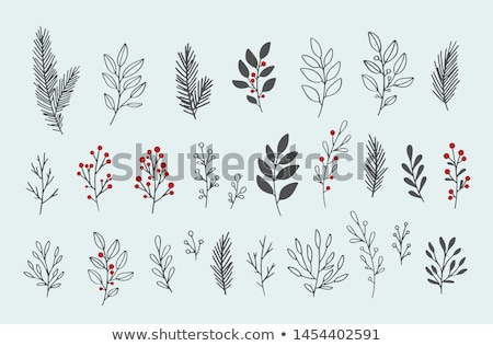 Foto stock: Holly Branch With Berries