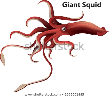 Stockfoto: Wordcard Design For Giant Squid With White Background