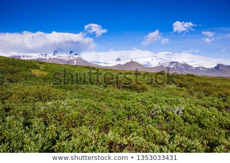 Foto stock: Vegetation In Vulcanic Area