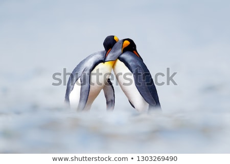 Stock fotó: Penguins In Love