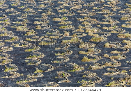 ストックフォト: La Geria Vineyard Area In Lanzarote