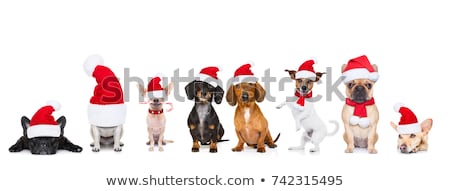 Zdjęcia stock: Row Of Santa Claus Dogs