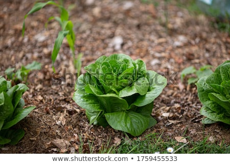 Zdjęcia stock: Romaine Lettuce Leaves