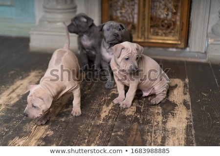 Сток-фото: Thai Ridgeback Puppy