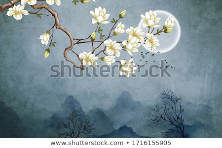 Foto stock: Magnolia Flowers In Full Bloom In Spring