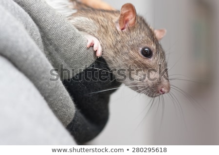 Stok fotoğraf: Gray Rat Peeking Out