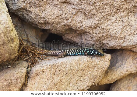 Stockfoto: Podarcis Milensis Basking On Rocks