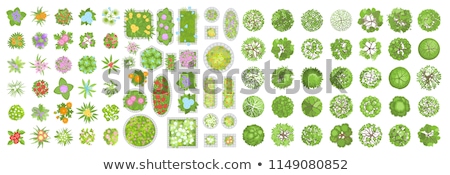 Foto stock: Set Of Different Tree Design