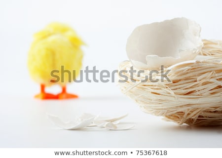 Foto d'archivio: Nest With Eggshell Cracks And Walking Away Chicken