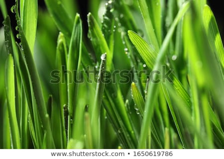 Zdjęcia stock: Waterdrop On Green On A Blade Of Grass