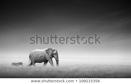 Foto stock: Elephant With Zebra Artistic Processing