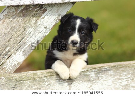 Foto stock: Border Collie Puppy On A Farm