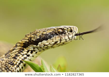 Zdjęcia stock: Aggressive Meadow Viper Closeup