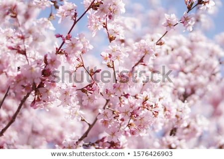 Сток-фото: Flowering Cherry Tree