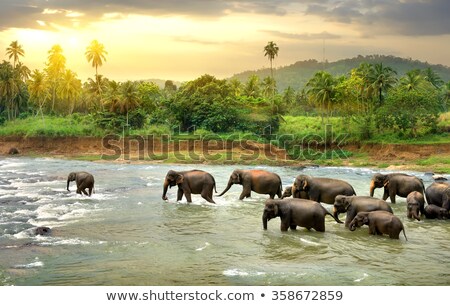 Foto stock: Wild Elephants In Forest