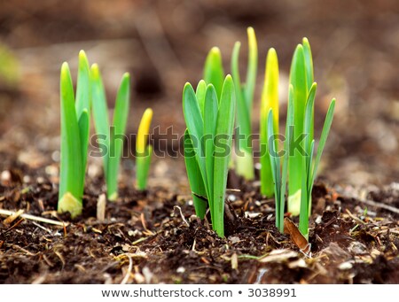 Foto stock: Young Shoots Of Daffodils