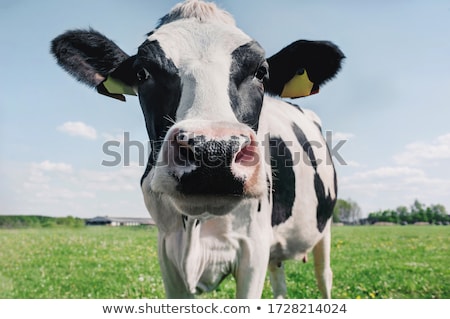 Stok fotoğraf: Closeup Of Cow