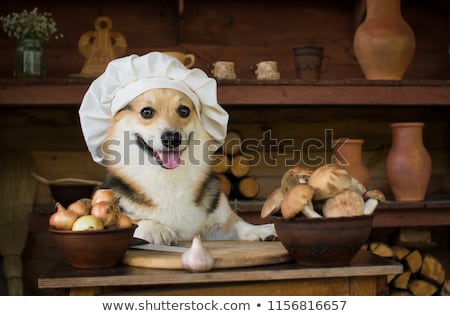 Сток-фото: Chef Cook Dog In Kitchen
