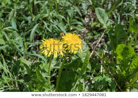 Foto stock: Two Bees And Dandelion Flower