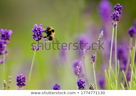 Stok fotoğraf: Bee On Lavender