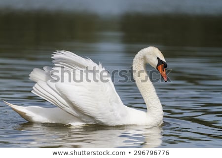 Stock fotó: Mute Swan Floating On Water
