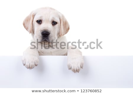 Foto stock: Paws On Board Sign