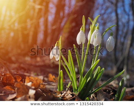 ストックフォト: White Snowdrops On Meadow