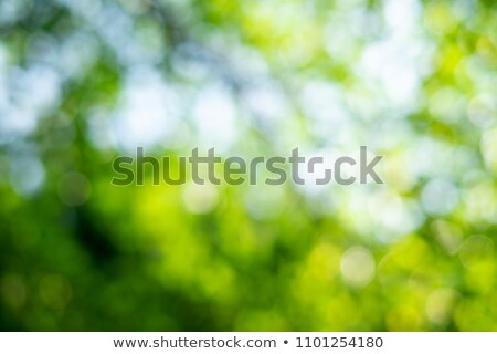 [[stock_photo]]: Blurred Green Plant