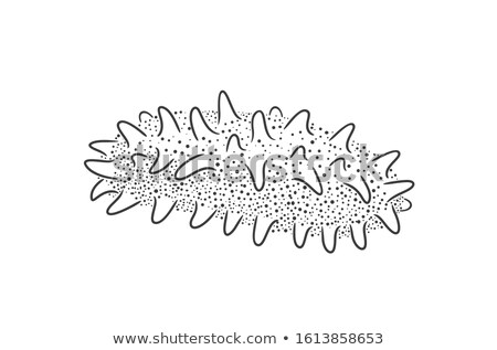 Сток-фото: Sea Cucumber Isolated Illustration