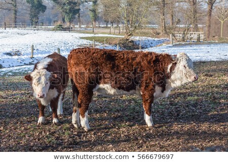 Сток-фото: Hereford Calves In Winter Meadow With Snow