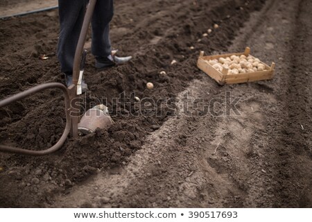 Foto stock: Prepared Germinating Potato In The Planting Process