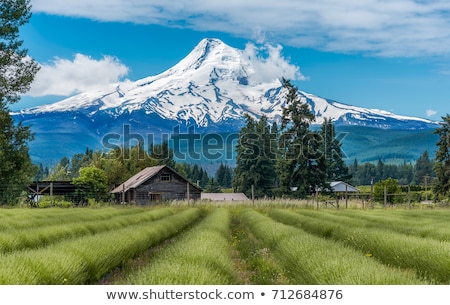 [[stock_photo]]: Lavender Field In Hood River Oregon