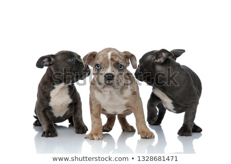 [[stock_photo]]: 3 American Bully Dogs Laying And Standing Together