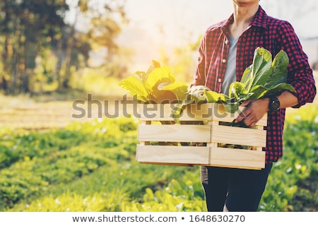 Foto stock: Man And Woman Carrying Vegetables In Boxes Harvest