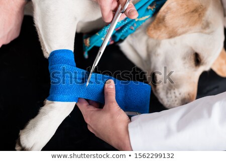 Stok fotoğraf: Close Up Of A Dog Leg Getting Bandage