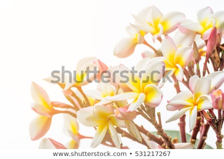 Stockfoto: Lan Thom Orange Flower