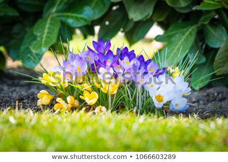 Сток-фото: Flowerbed With Violet Colour Crocus