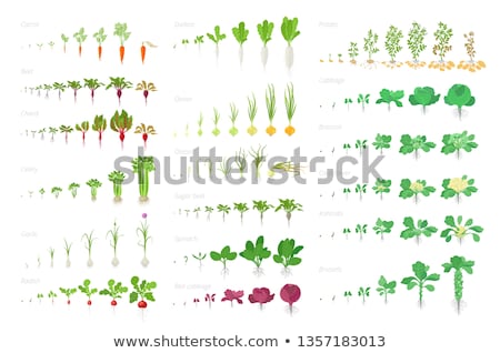 Foto stock: Cabbage Growth