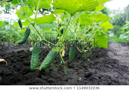Сток-фото: Young Small Cucumber On The Stem