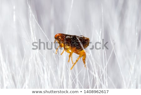 Stockfoto: Looien