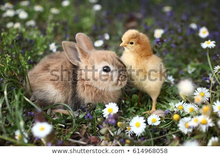 Stok fotoğraf: Rabbit On Chick