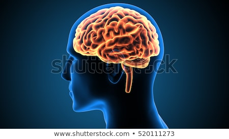 ストックフォト: Human Brain