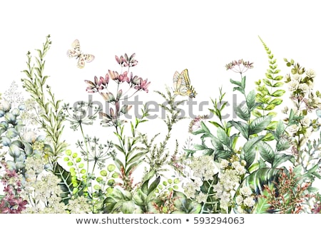 Stockfoto: Etro · botanische · tuin