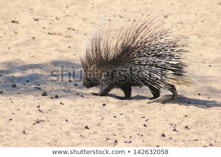 Stok fotoğraf: Porcupine From Africa - Security Is A Thousand Quills Wild And Free Rodent