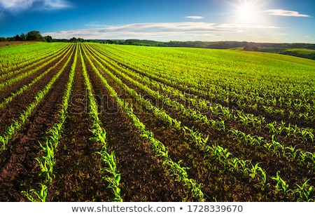 Stock photo: Agricultural Land