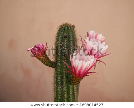 Stock fotó: Beautiful Gymnocalycium Cactus Flowers